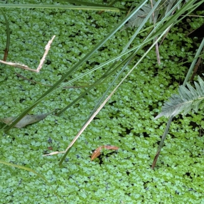 Callitriche stagnalis (Common Starwort) at Harolds Cross, NSW - 17 Aug 2024 by Conrad