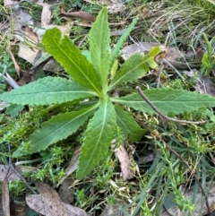 Senecio (genus) (A Fireweed) at Harolds Cross, NSW - 17 Aug 2024 by Conrad