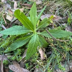 Senecio sp. (A Fireweed) at Harolds Cross, NSW - 17 Aug 2024 by Conrad