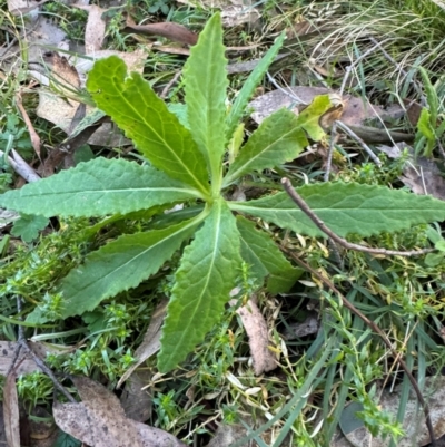 Senecio sp. (A Fireweed) at Harolds Cross, NSW - 17 Aug 2024 by Conrad