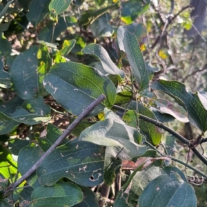 Smilax australis at Harolds Cross, NSW - 17 Aug 2024 03:51 PM