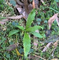 Senecio minimus (Shrubby Fireweed) at Harolds Cross, NSW - 17 Aug 2024 by Conrad