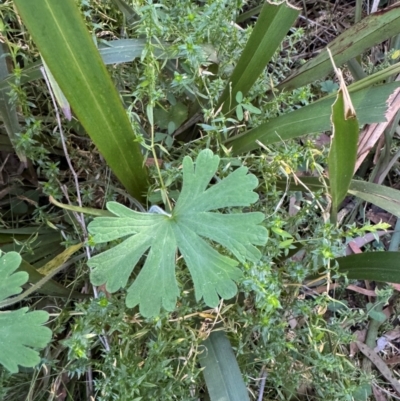 Geranium sp. (Geranium) at Harolds Cross, NSW - 17 Aug 2024 by Conrad