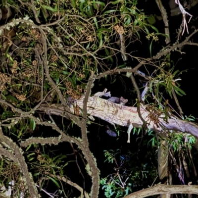 Petauroides volans (Southern Greater Glider) at Harolds Cross, NSW - 17 Aug 2024 by Conrad