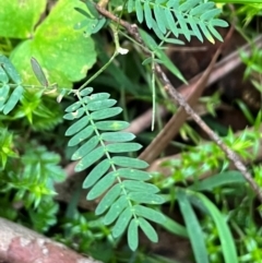 Acacia sp. (A Wattle) at Harolds Cross, NSW - 17 Aug 2024 by courtneyb