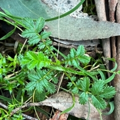 Acaena novae-zelandiae (Bidgee Widgee) at Harolds Cross, NSW - 17 Aug 2024 by courtneyb