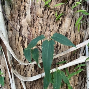 Clematis aristata at Harolds Cross, NSW - 17 Aug 2024 03:57 PM