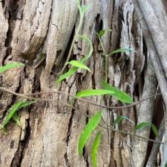 Billardiera sp. at Harolds Cross, NSW - 17 Aug 2024 03:57 PM