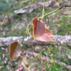 Smilax australis (Barbed-Wire Vine) at Harolds Cross, NSW - 17 Aug 2024 by courtneyb