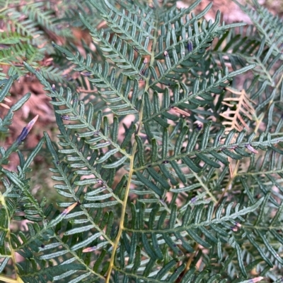 Pteridium esculentum (Bracken) at Harolds Cross, NSW - 17 Aug 2024 by courtneyb