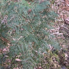 Pteridium esculentum at Harolds Cross, NSW - 17 Aug 2024 04:01 PM