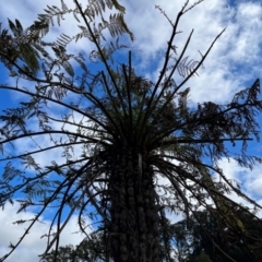 Cyathea australis subsp. australis at Harolds Cross, NSW - suppressed