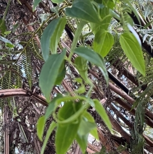 Clematis aristata at Harolds Cross, NSW - 17 Aug 2024