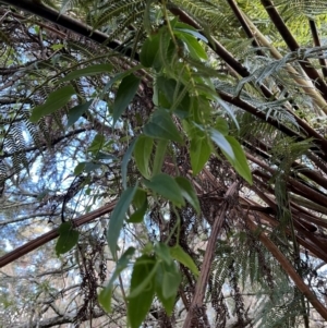 Clematis aristata at Harolds Cross, NSW - 17 Aug 2024