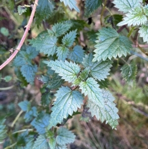 Urtica incisa at Harolds Cross, NSW - 17 Aug 2024