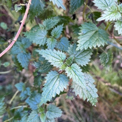 Urtica incisa (Stinging Nettle) at Harolds Cross, NSW - 17 Aug 2024 by courtneyb