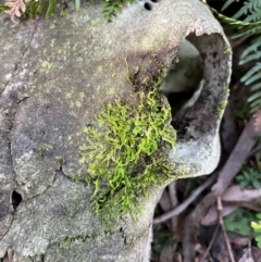 Unidentified Lichen, Moss or other Bryophyte at Harolds Cross, NSW - 17 Aug 2024 by courtneyb