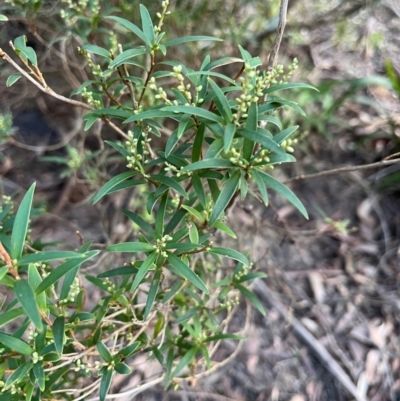 Leucopogon affinis (Lance Beard-heath) at Harolds Cross, NSW - 17 Aug 2024 by courtneyb