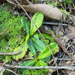 Hypochaeris radicata (Cat's Ear, Flatweed) at Harolds Cross, NSW - 17 Aug 2024 by courtneyb