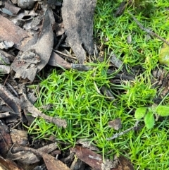 Sagina procumbens (Spreading Pearlwort) at Harolds Cross, NSW - 17 Aug 2024 by courtneyb