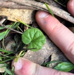 Dichondra repens (Kidney Weed) at Harolds Cross, NSW - 17 Aug 2024 by courtneyb