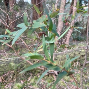 Eucalyptus radiata subsp. radiata at Harolds Cross, NSW - 17 Aug 2024 03:50 PM