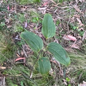 Smilax australis at Harolds Cross, NSW - 17 Aug 2024