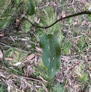 Smilax australis at Harolds Cross, NSW - 17 Aug 2024