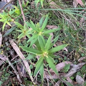 Leucopogon affinis at Harolds Cross, NSW - 17 Aug 2024 03:51 PM