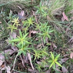 Leucopogon affinis at Harolds Cross, NSW - 17 Aug 2024