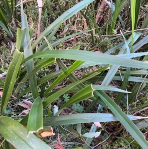 Dianella tasmanica at Harolds Cross, NSW - 17 Aug 2024