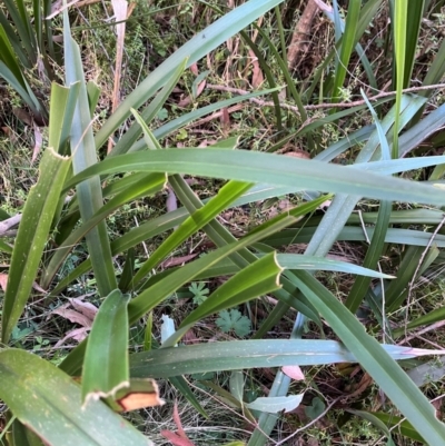 Dianella tasmanica (Tasman Flax Lily) at Harolds Cross, NSW - 17 Aug 2024 by courtneyb