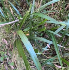 Dianella tasmanica at Harolds Cross, NSW - 17 Aug 2024