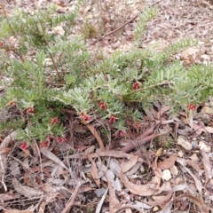 Grevillea lanigera (Woolly Grevillea) at Yass River, NSW - 18 Aug 2024 by Wildgirl1335