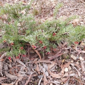 Grevillea lanigera at Yass River, NSW - 18 Aug 2024