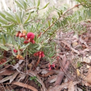 Grevillea lanigera at Yass River, NSW - 18 Aug 2024