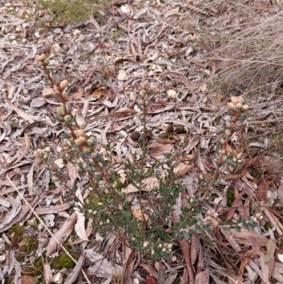 Brachyloma daphnoides (Daphne Heath) at Yass River, NSW - 18 Aug 2024 by Wildgirl1335