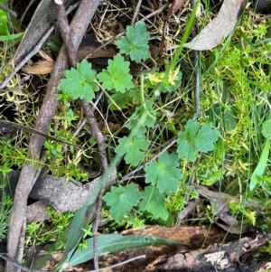 Ranunculus lappaceus at Harolds Cross, NSW - 17 Aug 2024