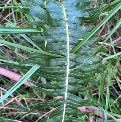 Blechnum nudum (Fishbone Water Fern) at Harolds Cross, NSW - 17 Aug 2024 by courtneyb