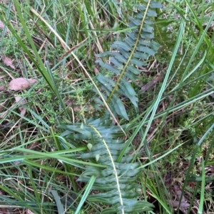 Blechnum nudum at Harolds Cross, NSW - 17 Aug 2024