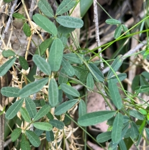 Glycine clandestina at Harolds Cross, NSW - 17 Aug 2024 03:19 PM