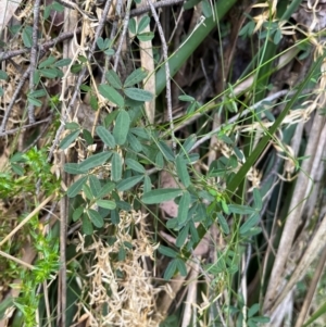 Glycine clandestina at Harolds Cross, NSW - 17 Aug 2024 03:19 PM