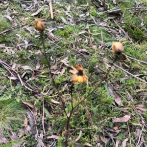 Xerochrysum bracteatum at Harolds Cross, NSW - 17 Aug 2024 03:20 PM