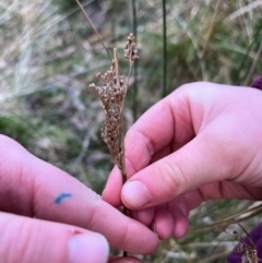 Juncus sp. (A Rush) at Harolds Cross, NSW - 17 Aug 2024 by courtneyb