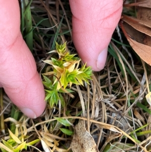 Stellaria pungens at Harolds Cross, NSW - 17 Aug 2024