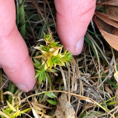 Stellaria pungens (Prickly Starwort) at Harolds Cross, NSW - 17 Aug 2024 by courtneyb