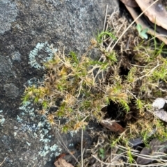 Unidentified Plant at Harolds Cross, NSW - 17 Aug 2024 by courtneyb