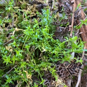 Stellaria pungens at Harolds Cross, NSW - 17 Aug 2024