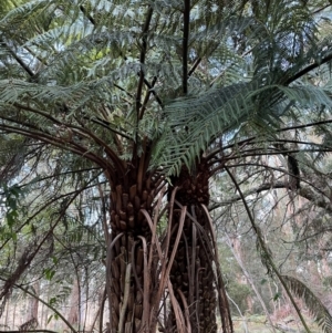 Dicksonia antarctica at Harolds Cross, NSW - suppressed