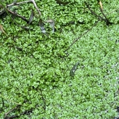 Callitriche stagnalis (Common Starwort) at Harolds Cross, NSW - 17 Aug 2024 by courtneyb